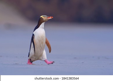Yellow-eyed penguin - hoiho - Megadyptes antipodes, breeds along the eastern and south-eastern coastlines of the South Island of New Zealand, Stewart Island, Auckland Islands, Campbell Islands. - Shutterstock ID 1841383564