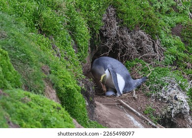 Yellow-eyed penguin - Megadyptes antipodes - with an egg, endangered and endemic to New Zealand. NOTE I DID NOT go over the fence and enter the colony - the nest was visible from the track (in 2017) - Shutterstock ID 2265498097