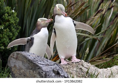The Yellow-eyed Penguin, Megadyptes antipodes, is the rarest penguin, South Island New Zealand - Shutterstock ID 1913862082