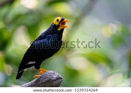 Yellow-faced myna (Mino dumontii). Bird. Perching, singing. Photo taken in Hong Kong Park, originated from New Guinea. 
