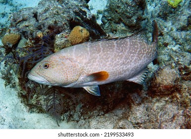 Yellowfin Grouper In The Tropical Western Atlantic