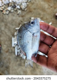 150 Yellow porgy Images, Stock Photos & Vectors | Shutterstock