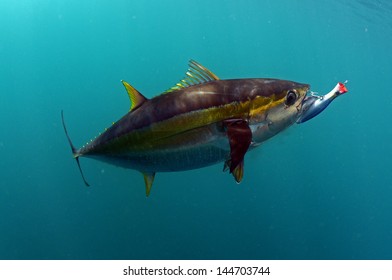 Yellowfin Tuna Fish With A Hook And Lure In Its Mouth
