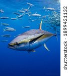 Yellowfin Tuna swimming in the blue 