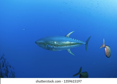 Yellowfin Tuna, Thunnus Albacares
