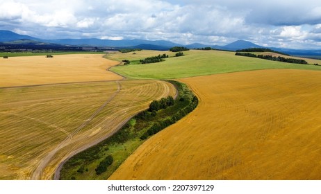 Yellowflower Field. Aero. Top View. Aerial Drone Video. A Flying Over Flower Fields. Blooming Bright Yellow Flowers On Farming Fields Against Blue Sky. Summer Day. Agriculture.