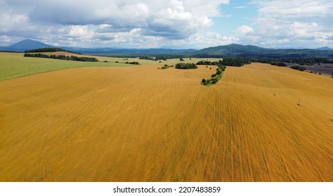 Yellowflower Field. Aero. Top View. Aerial Drone Video. A Flying Over Flower Fields. Blooming Bright Yellow Flowers On Farming Fields Against Blue Sky. Summer Day. Agriculture.