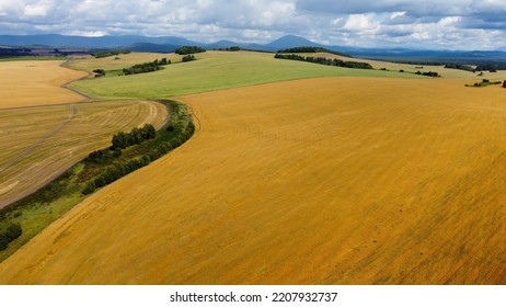 Yellowflower Field. Aero. Top View. Aerial Drone Video. A Flying Over Flower Fields. Blooming Bright Yellow Flowers On Farming Fields Against Blue Sky. Summer Day. Agriculture.