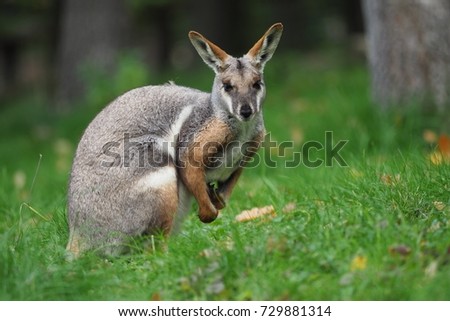 Yellow-footed Rock Wallaby - Petrogale xanthopus - Australian kangaroo sitting on the grass