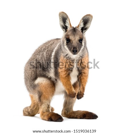 Yellow-footed rock-wallaby, Petrogale xanthopus, kangaroo, wallaby standing against white background