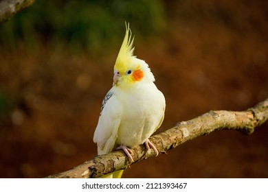 Yellow-gray parrot cockatiel sits on a tree branch. Beautiful colors.