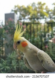Yellow-gray parrot cockatiel sits on a tree branch. Beautiful colors

