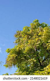Yellow-green catalpa tree against the blue sky. Lush foliage with thin seeds. Natural abstract background. Daytime. No people.  Selective focus.