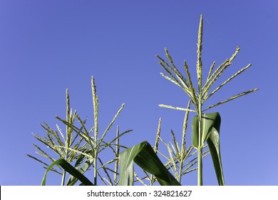 2,868 Corn tassels Images, Stock Photos & Vectors | Shutterstock