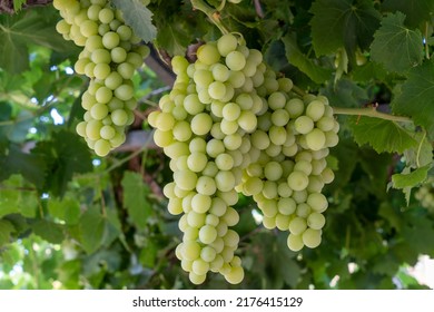 Yellow-green organic grapes in the harvest season - Shutterstock ID 2176415129
