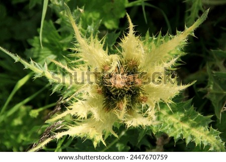 A yellow-green plant (thistle type) close-up on a blurred background