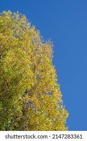 Yellow-green Trees Against Clear Blue Skies. Tall Poplars In An Autumn Park. Leafy Season. No People.