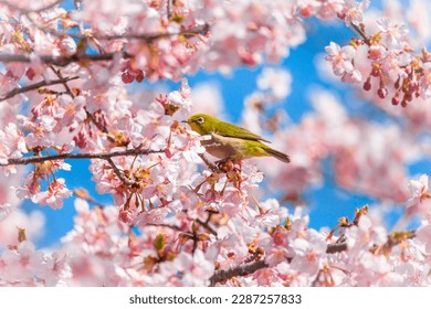 A yellow  green white  eye is perched branch cherry tree in full bloom 
