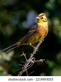 A Yellowhammer Bird On A Branch