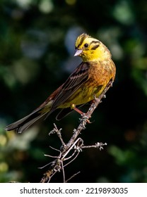 A Yellowhammer Bird On A Branch