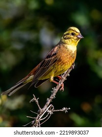 A Yellowhammer Bird On A Branch