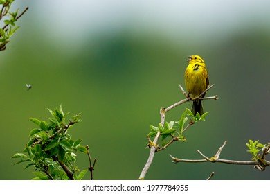 A Yellowhammer Bird On A Twig