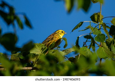 A Yellowhammer Bird On A Twig