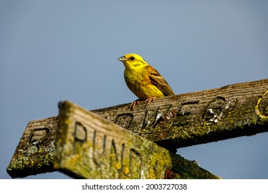 A Yellowhammer Bird In The Wild	
