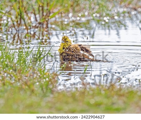 Yellowhammer, Emberiza citrinella, bathing and splashing about in the rainwater of a puddle , preening keeps feathers well-groomed, Germany