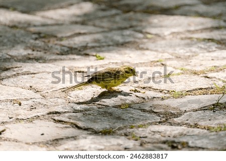 Similar – Image, Stock Photo male yellowhammer standing on low shrubs