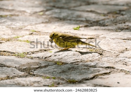 Similar – Image, Stock Photo male yellowhammer standing on low shrubs