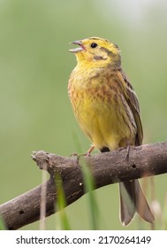 Yellowhammer, Emberiza Citrinella. The Male Bird Sings While Sitting On A Beautiful Branch