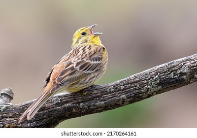 Yellowhammer, Emberiza Citrinella. The Male Bird Sings While Sitting On A Beautiful Branch