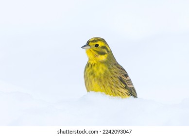Yellowhammer (Emberiza citrinella) sitting in the snow on the ground in winter.	