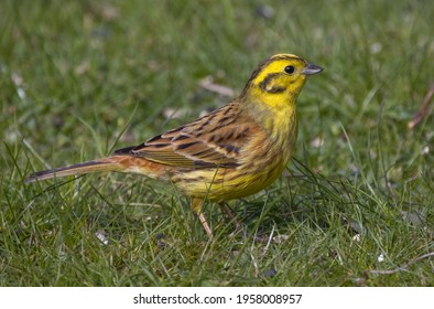 Yellowhammer Feeding On A Garden Lawn