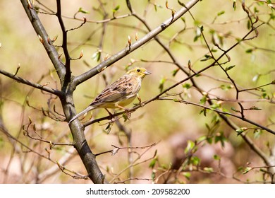 Yellowhammer (female)