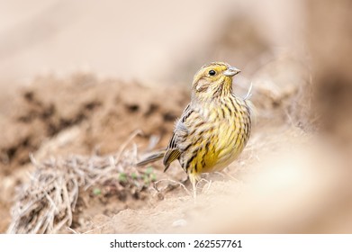 Yellowhammer Female Bird