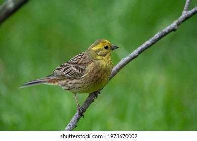 Yellowhammer Female In The Netherlands.