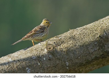 Yellowhammer Female On The Tree