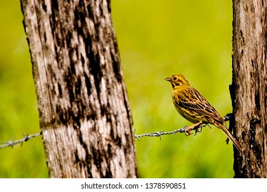 Yellowhammer Female On Wire