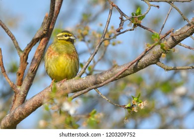 Yellowhammer on a tree branch in Danube Delta