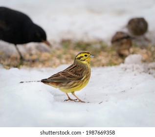 Yellowhammer In Winter Feeding In Garden