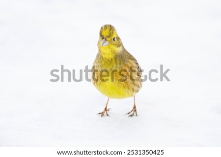 Similar – Image, Stock Photo male yellowhammer standing on low shrubs