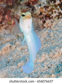 Yellowhead Jawfish