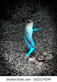 Yellowhead Jawfish Caribbean