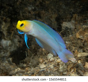 Yellowhead Jawfish In Open Water