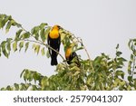 Yellow-headed blackbird, a medium-sized blackbird with a yellow head and a white patch on its black wings (male)