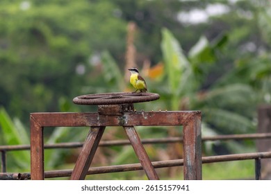 Yellow-headed Bulbul bird perched on the top of a chair