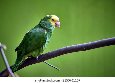 Yellow-headed Parrot (Amazona ochrocephala), closeup view