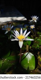 Yellowish White With A Purple Hint Of Water Lily Flower